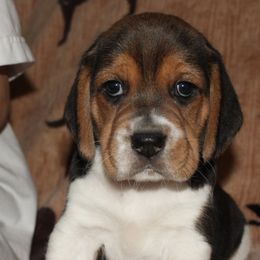 Las Vegas Vulcan - Black tan and white male Beagle puppy in Spring Creek, Nevada from Badland Kennel
