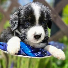Magnolia - Black tri female Miniature Australian Shepherd puppy in Nashville, Tennessee from Little B’s Aussies
