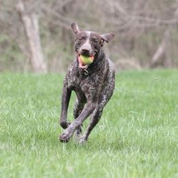 Gator - German Shorthaired Pointer
