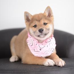 Hikari 🩷 Red Girl - Red female Shiba Inu puppy in Neosho, Missouri from Sunny Terrace Shibas