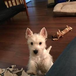 Loki - White male West Highland White Terrier puppy in Columbus, Ohio from Starlight Westies