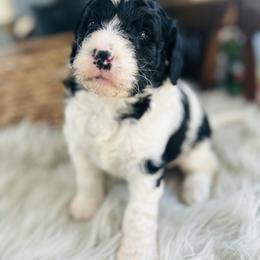 Bernie - Black and white male Bernedoodle puppy in Natural Bridge, Virginia from Rockbridge Puppies