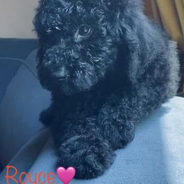 Aussiedoodle Puppies from Shawna Rosario