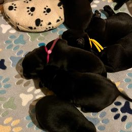Girl 4 - Black female Labrador Retriever puppy in Mt. Olive, North Carolina from Goshen Swamp Retrievers