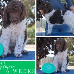Havoc - Parti male Poodle puppy in Hesperia, California from HD Poodles