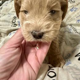 Topher - Wheaten male Miniature Schnauzer puppy in Orlando, Florida from Central Florida CKC Miniature Schnauzer Breeders