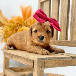 Reba - Red  female Goldendoodle puppy in Queen Creek, Arizona from Goldendoodle AZ