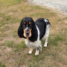 Artemis - English Springer Spaniel