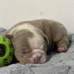 Split Face - Lilac tri-color male Bulldog puppy in Alexandria, Virginia from Stacey D’s Bulldogs
