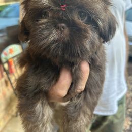 Girl 2 - Liver female Shih Tzu puppy in Texas from A Sassy Soul Shih-Tzu