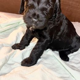 Double Doodle and Labradoodle Puppies from Molly’s Doodles