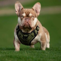 Gambler - French Bulldog