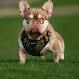 Gambler - French Bulldog