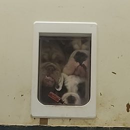 Bulldog Puppies from Pappy's Bullies