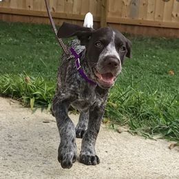 German Shorthaired Pointers from Summertime GSP's