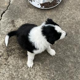 Border Collie Puppies from Roaring River Border Collies