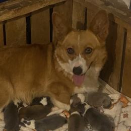 Midge or MeMe - Pembroke Welsh Corgi