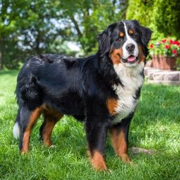 Bella - Black rust and white female Bernese Mountain Dog puppy in New Haven, Indiana from Milan Berners