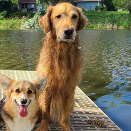 Pembroke Welsh Corgis from Catalyst