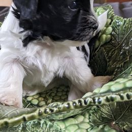 Havanese Puppies from Endearing Havanese