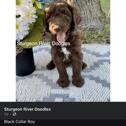 Boy 3 - Goldendoodle puppy in Indian River, Michigan from Sturgeon River Doodles