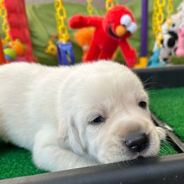 Girl 4 - Yellow female Labrador Retriever puppy in Gilbert, Arizona from Mad Rabbit Labradors