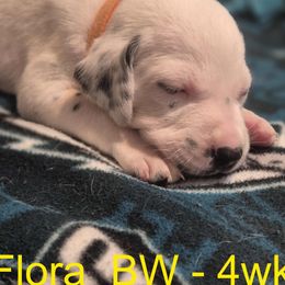 Flora - White and liver brown Dalmatian puppy in Sylvania, Georgia from Dipping Dot Dalmatians