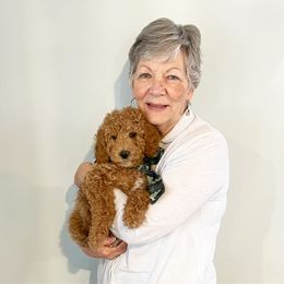 Bernedoodle and Goldendoodle Puppies from Hello Doodle Ranch