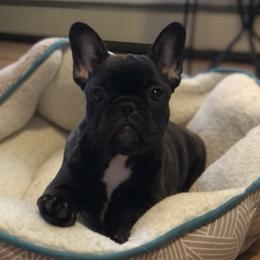 French Bulldog and Nova Scotia Duck Tolling Retriever Puppies from Folklore Den