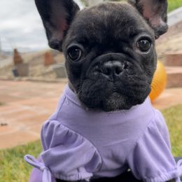 French Bulldog Puppies from Divine French Bulldogs