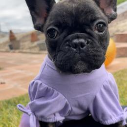 French Bulldog Puppies from Divine French Bulldogs