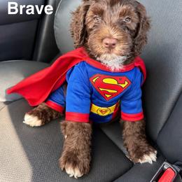Brave - Chocolate male Australian Labradoodle puppy in Dawson, Georgia from Still Pond Australian Labradoodles