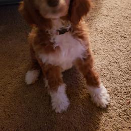 Aussiedoodle, Bernedoodle, and Poodle Puppies from Color Country Doodles
