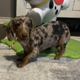 Ellie - Dachshund