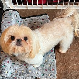 Gracie - Shih Tzu