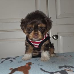 Baby Boy - Chocolate, tan and white male Yorkshire Terrier puppy in San Marcos, Texas from Casa de Yorkies