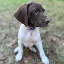 Flash (Boy 2- Blue) - White and liver male German Shorthaired Pointer puppy in Keller, Texas from Jerri Ford