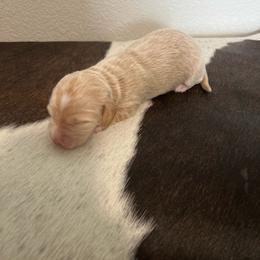 Cream Girl Chunk - Cream female Dachshund puppy in Kersey, Colorado from Ranchin Doxies