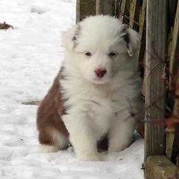 Martini - Red tri-color female Australian Shepherd puppy in Springville, New York from RisingStar Australian Shepherds