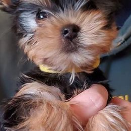 Yorkshire Terriers from Dana's Yorkies