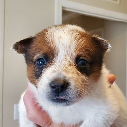 Girl 2 - Red mottled female Australian Cattle Dog puppy in Lenoir, North Carolina from Blue Coyote Ranch
