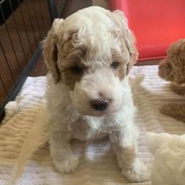 Cosmo - Cream male Goldendoodle puppy in Haddam, Kansas from Golden B Acres