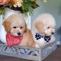 Poodle Puppies from Puppy Love 4ever