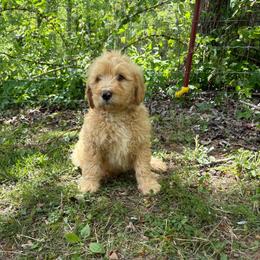 Boy 5 - Apricot male Double Doodle puppy in Jonesborough, Tennessee from Dry Creek Siberians