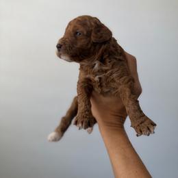Boy 1 - Red male Labradoodle puppy in Shingle Springs, California from California Double Doodles