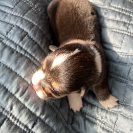 Pretty Precious Darling - Black and tan female Pembroke Welsh Corgi puppy in Blaine, Tennessee from Rose Brier Pembroke Welsh Corgis
