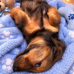 Leo - Wild boar male Dachshund puppy in Proctor, Montana from Blue Star Dachshunds