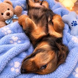 Leo - Wild boar male Dachshund puppy in Proctor, Montana from Blue Star Dachshunds