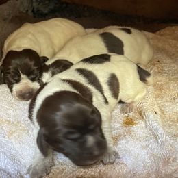Gill - White and liver female German Shorthaired Pointer puppy in Irvine, California from Awesome Cockers!!!