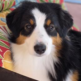 Miniature American Shepherds from All About Me Miniature American Shepherds